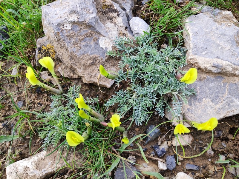 Astragalus knorringianus photo 5