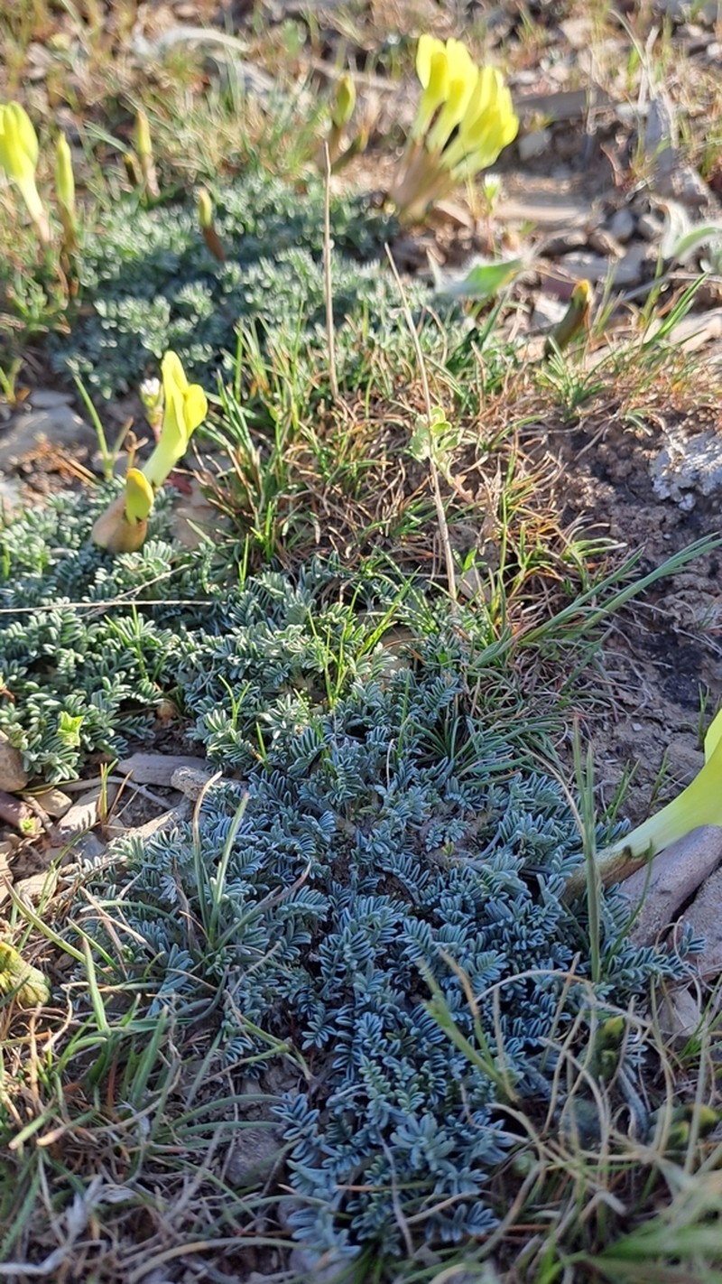 Astragalus knorringianus photo 6