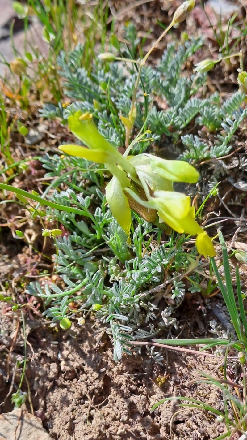 Astragalus knorringianus photo 7