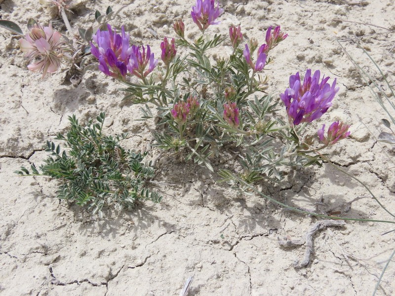 Astragalus kochakii