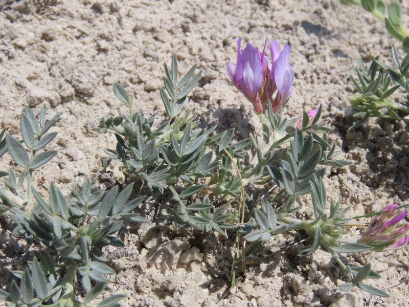 Astragalus kochakii photo 2