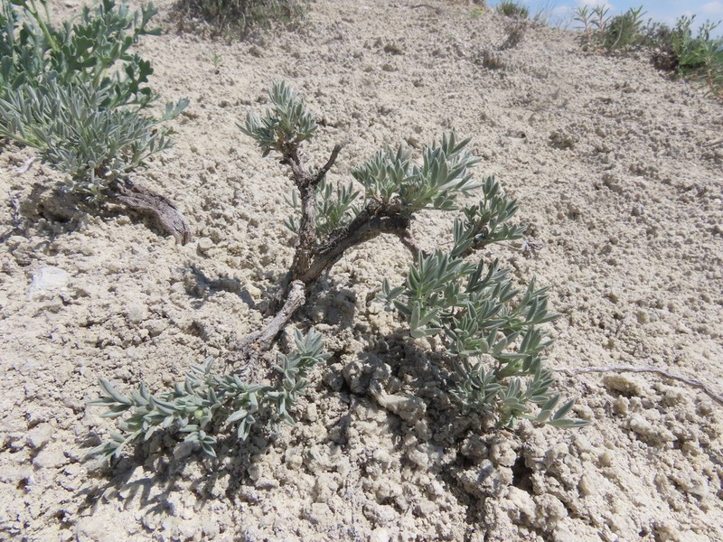 Astragalus kochakii photo 3