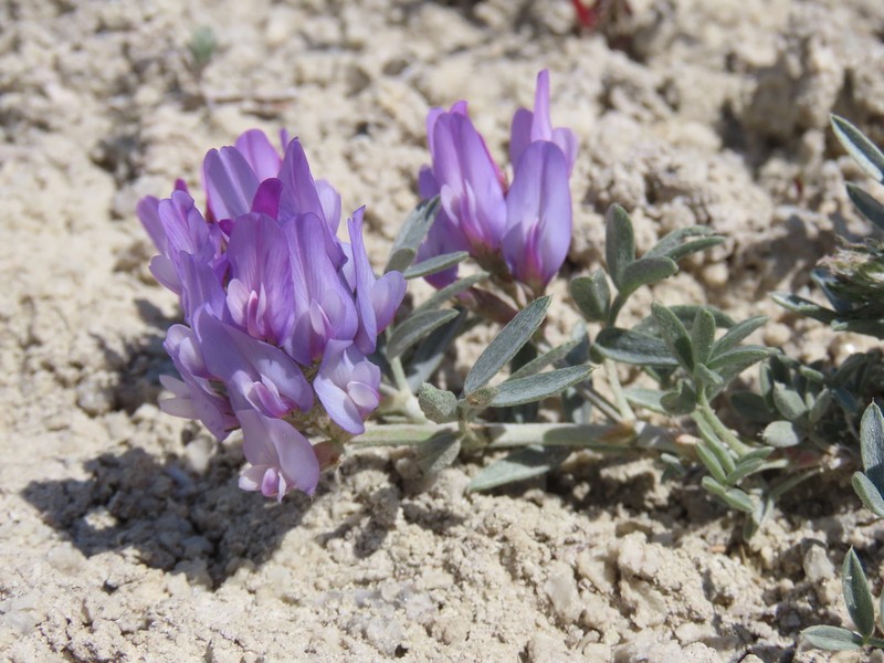 Astragalus kochakii photo 4