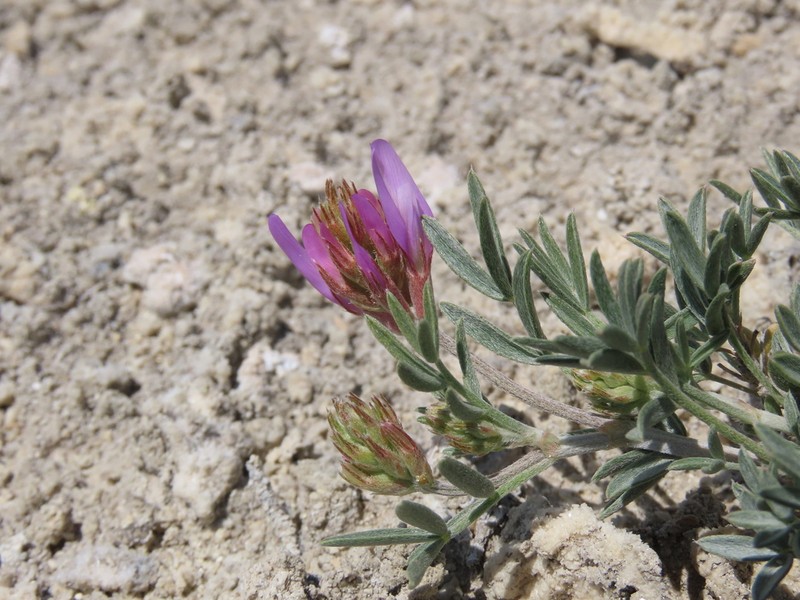 Astragalus kochakii photo 5