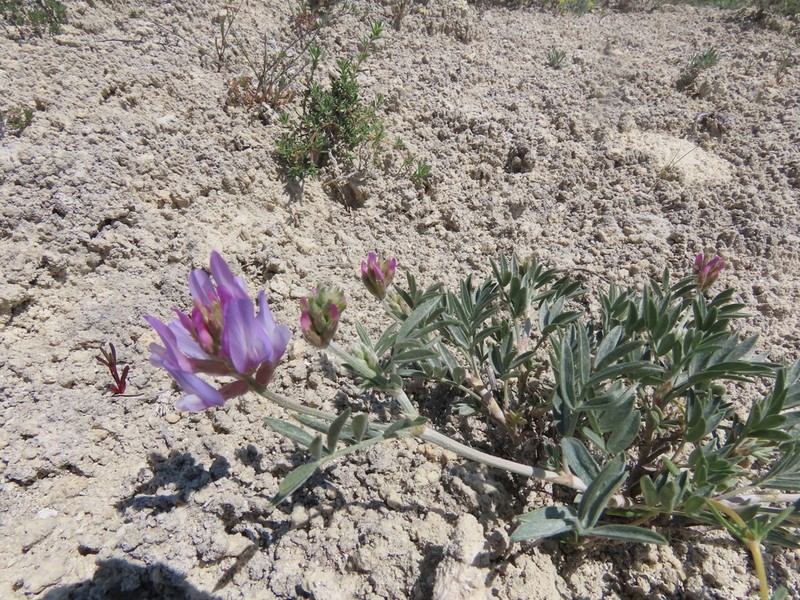 Astragalus kochakii photo 6