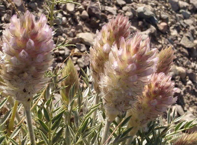 Astragalus kohrudicus