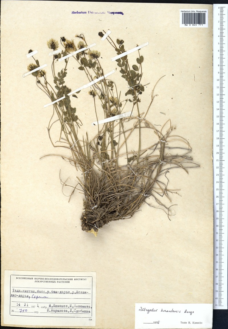 Astragalus kokandensis
