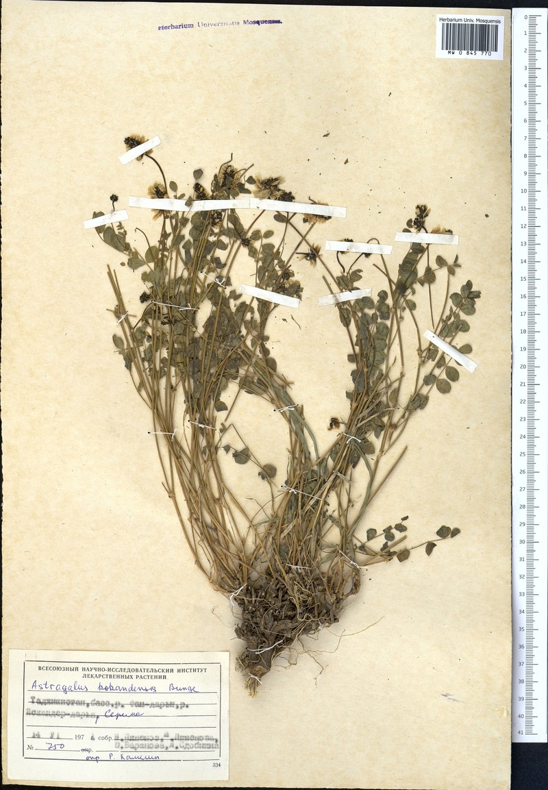 Astragalus kokandensis photo 2