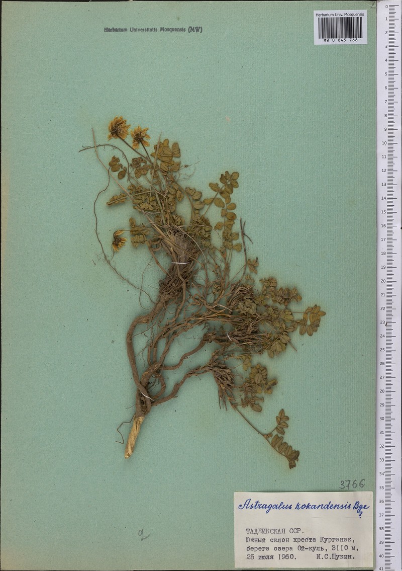 Astragalus kokandensis photo 3