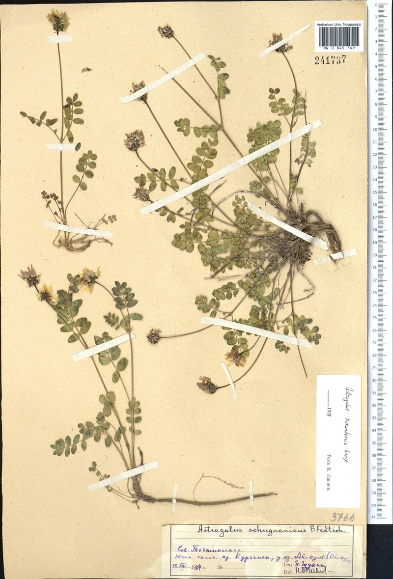 Astragalus kokandensis photo 4