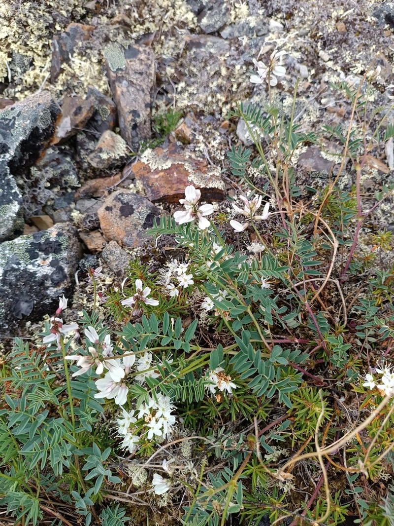 Astragalus kolymensis