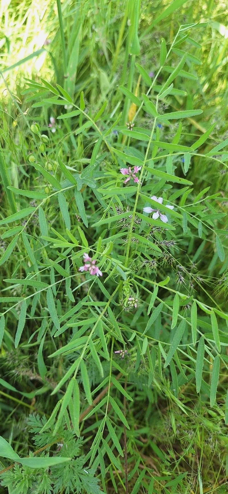 Astragalus komarovii