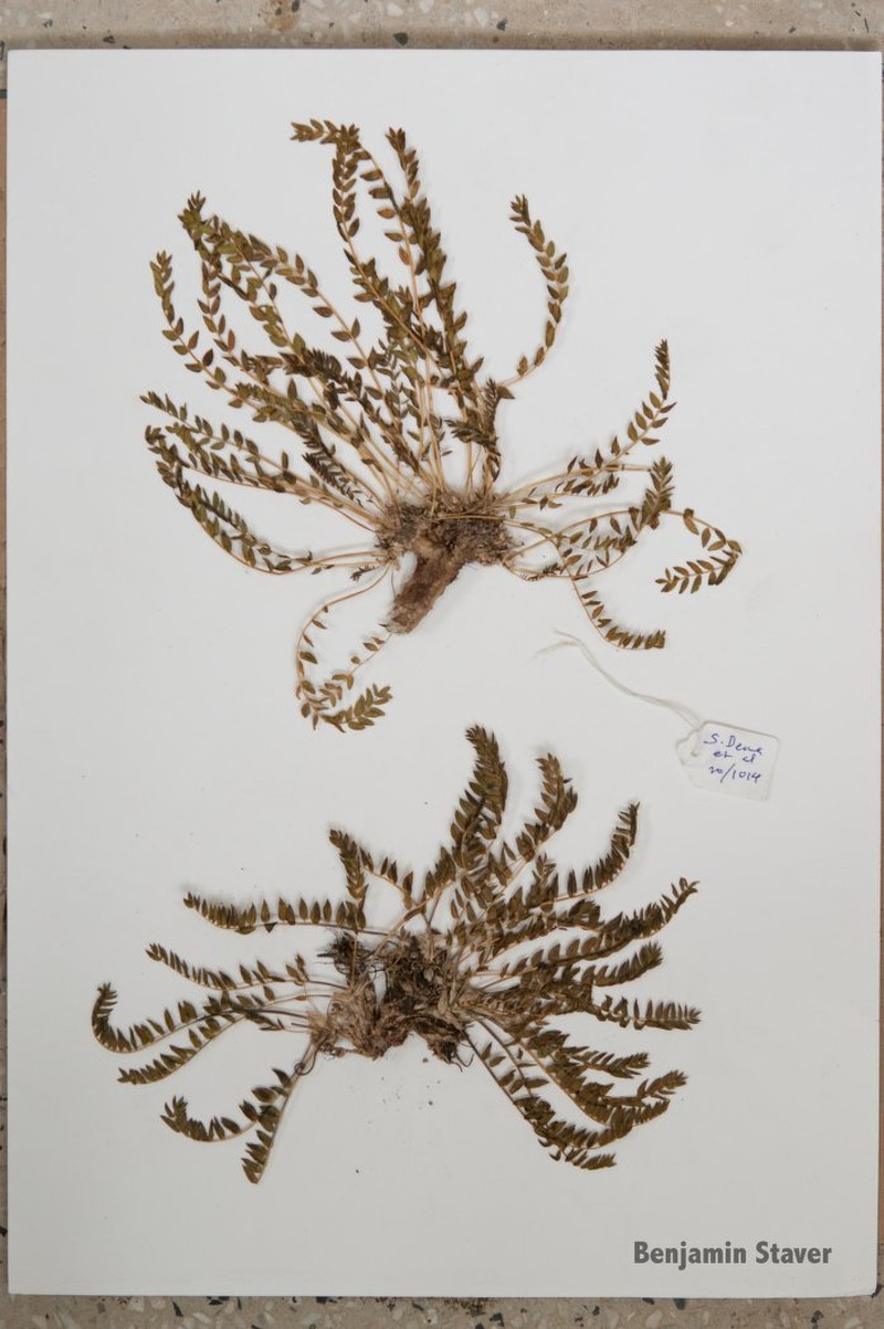 Astragalus kongrensis
