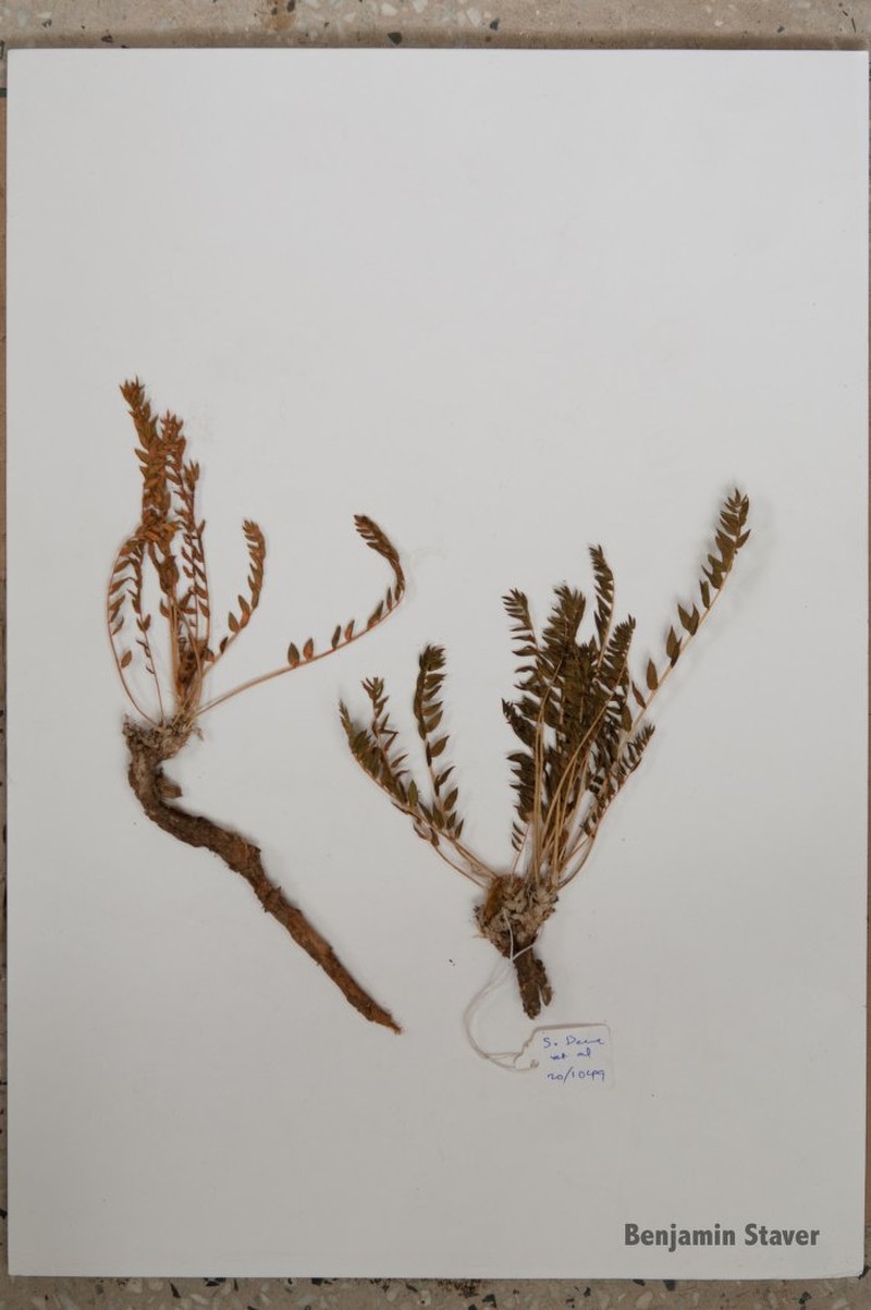 Astragalus kongrensis photo 2