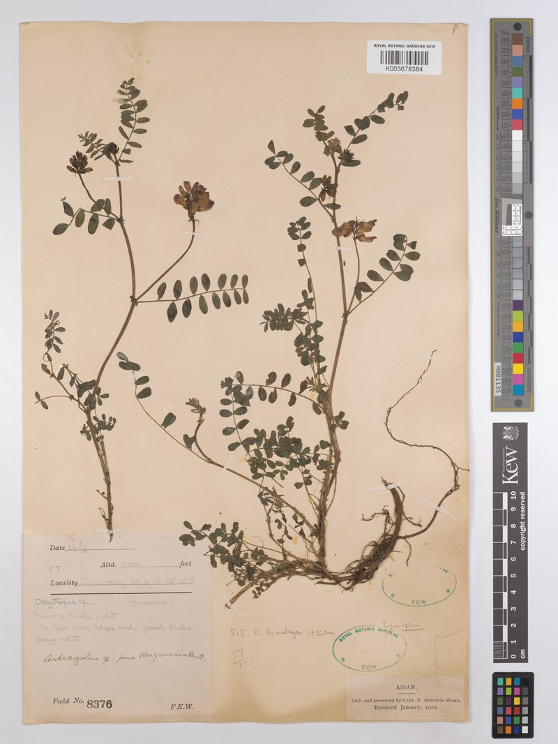 Astragalus kongrensis photo 3