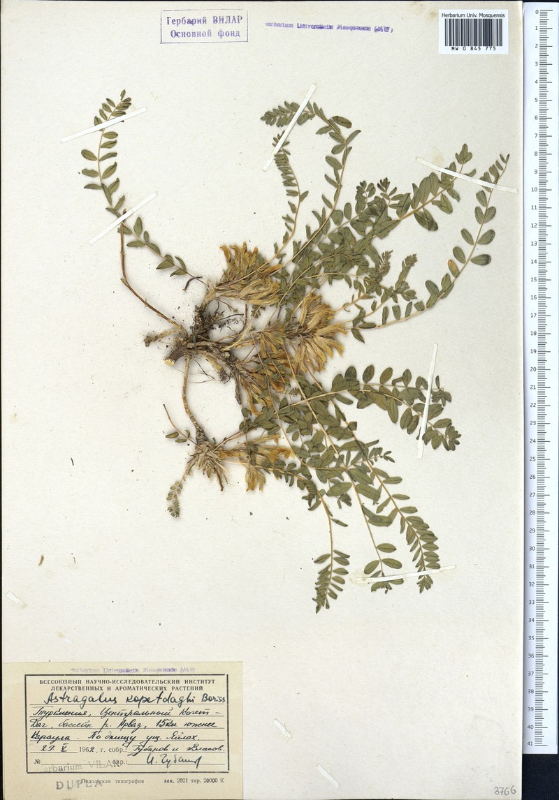 Astragalus kopetdaghi