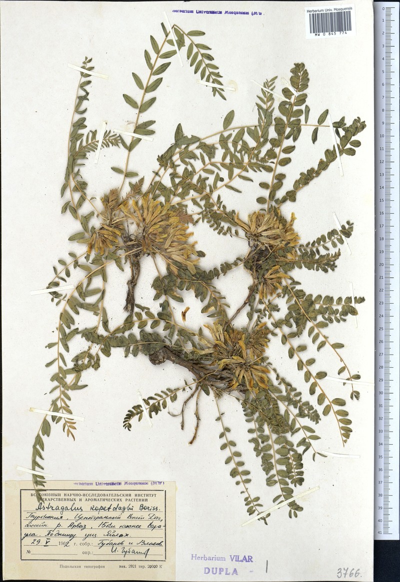 Astragalus kopetdaghi photo 2