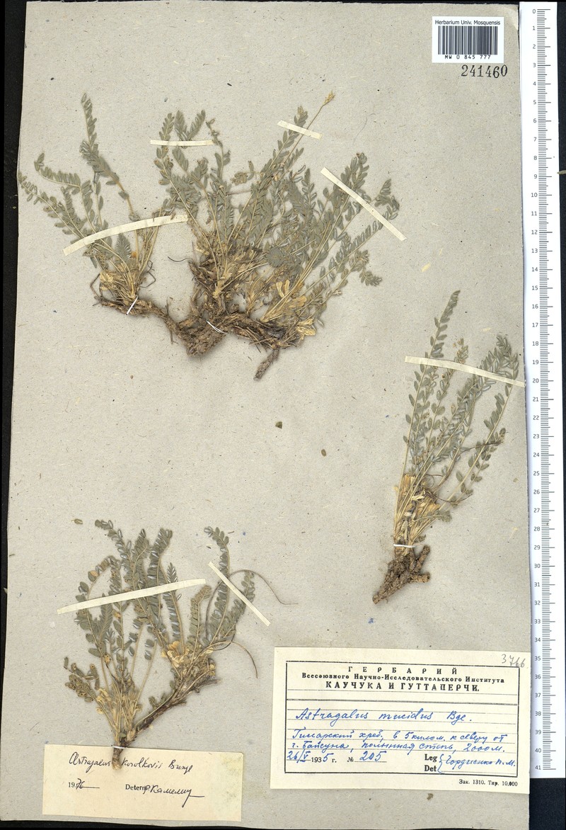 Astragalus korolkowii