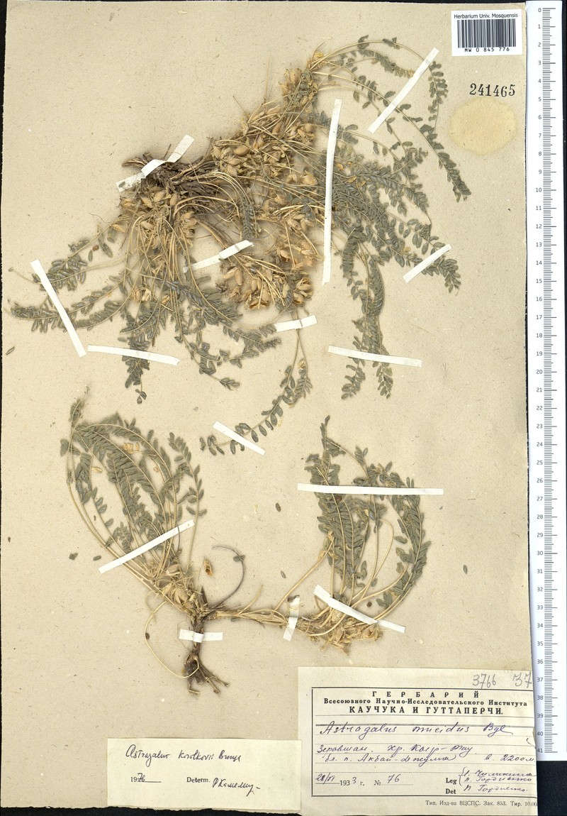 Astragalus korolkowii photo 2