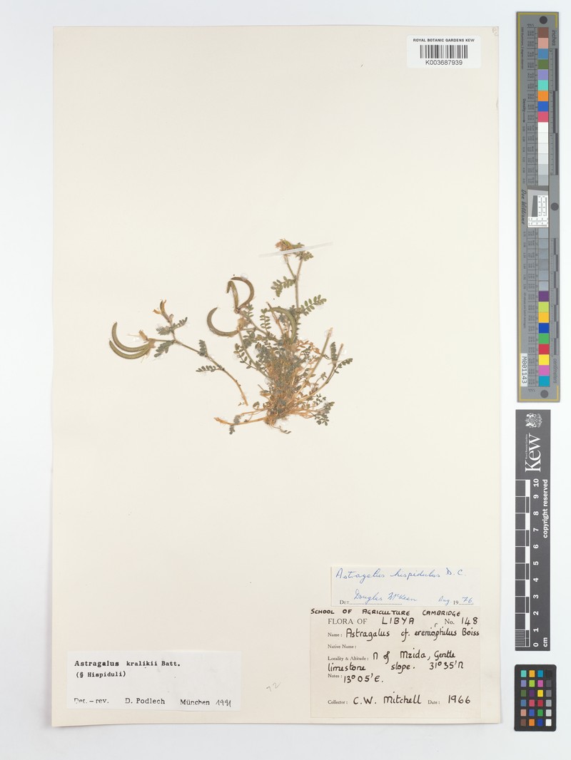 Astragalus kralikii photo 3