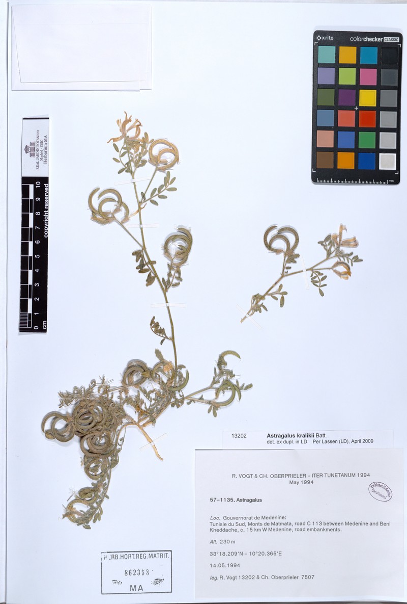Astragalus kralikii photo 4
