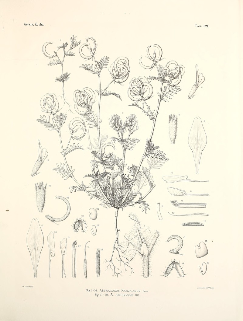 Astragalus kralikii