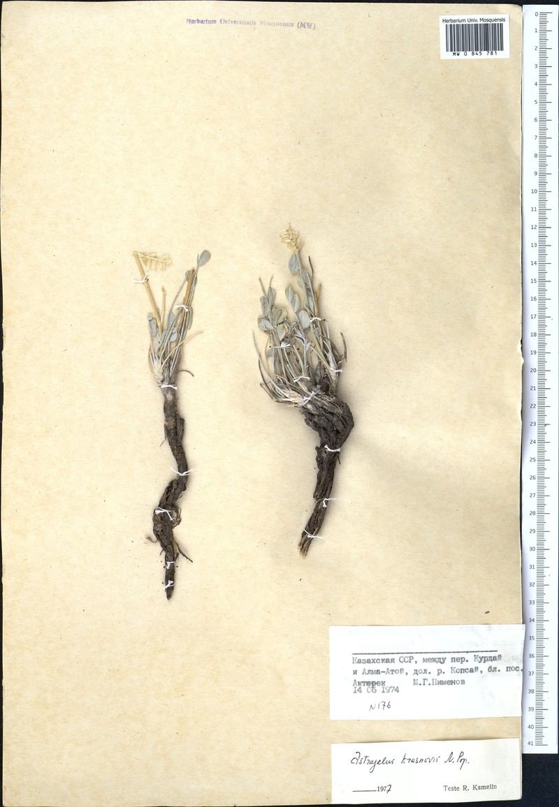 Astragalus krasnovii
