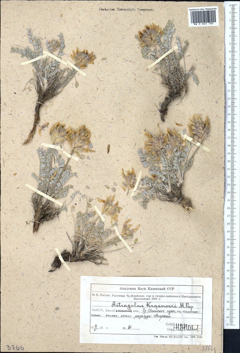 Astragalus krasnovii photo 2