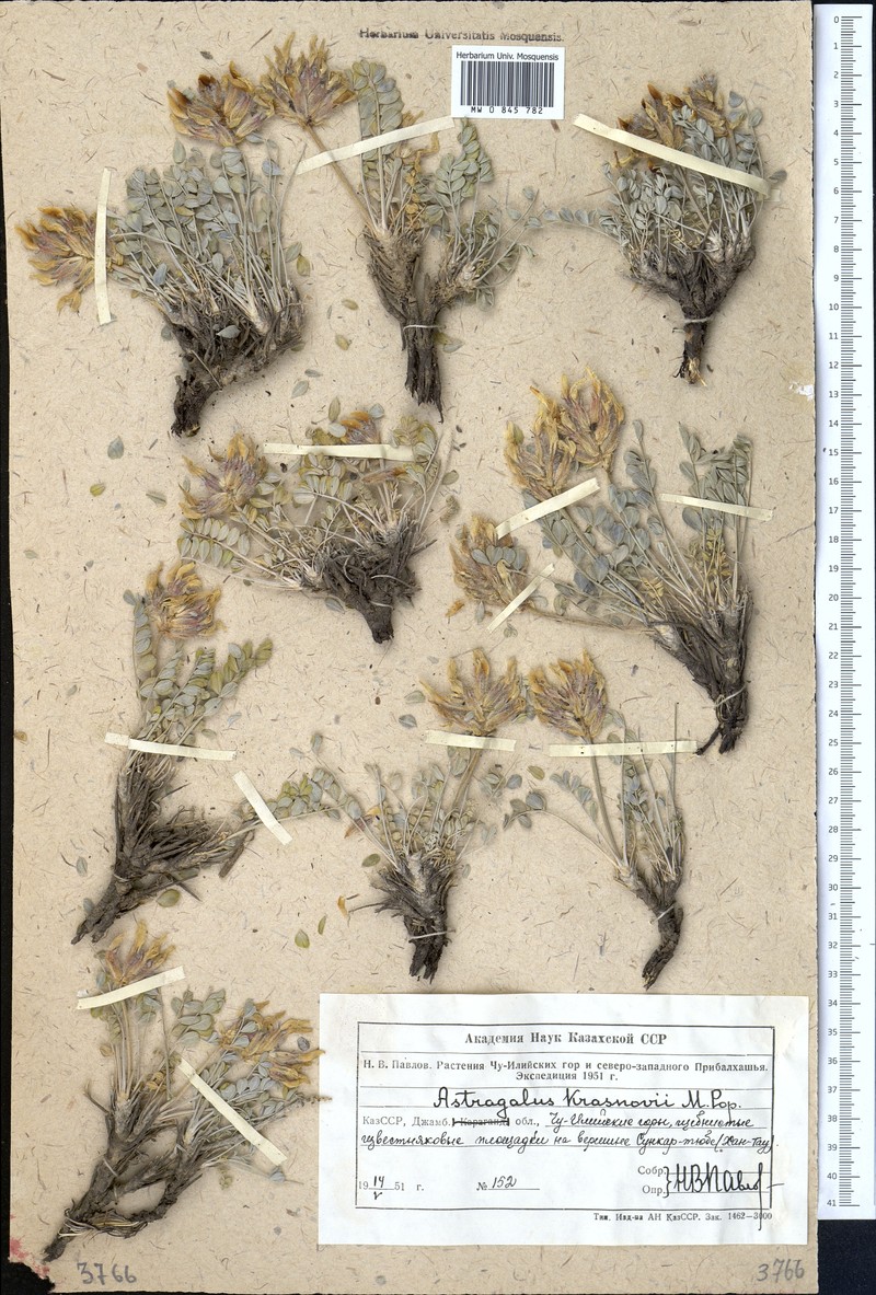 Astragalus krasnovii photo 3