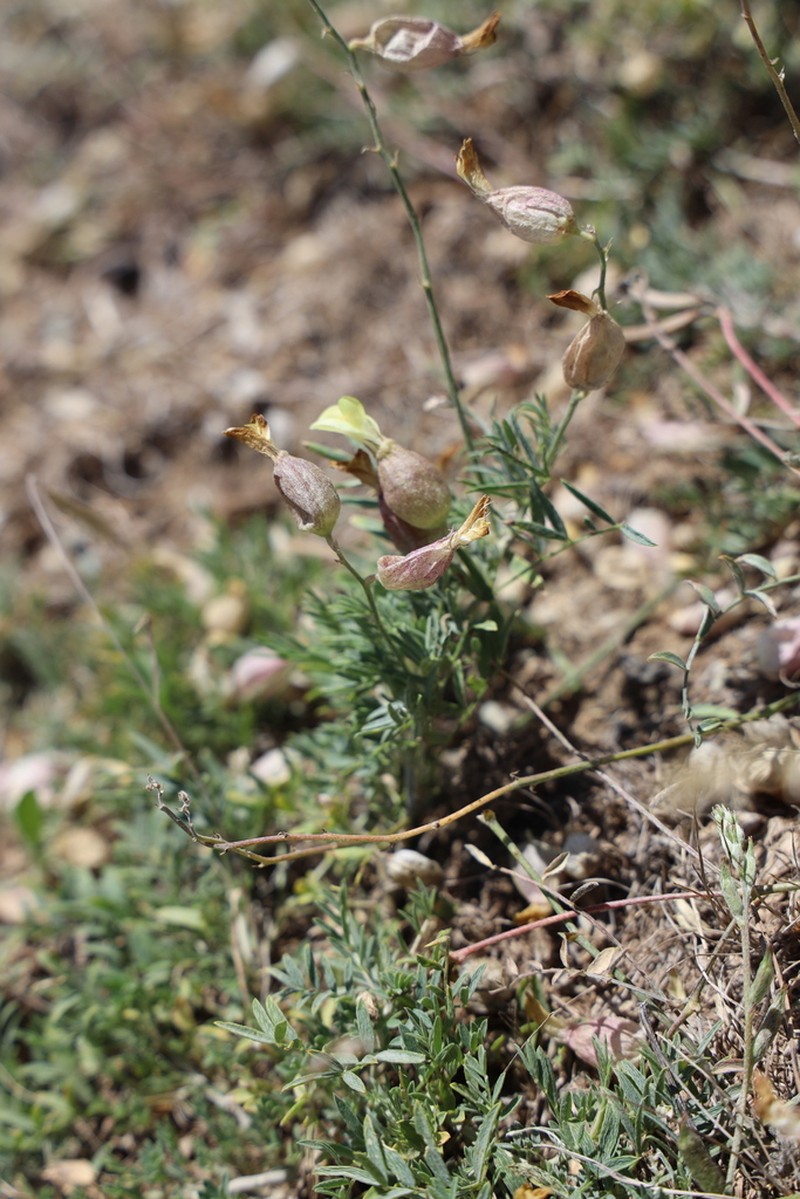 Astragalus krauseanus
