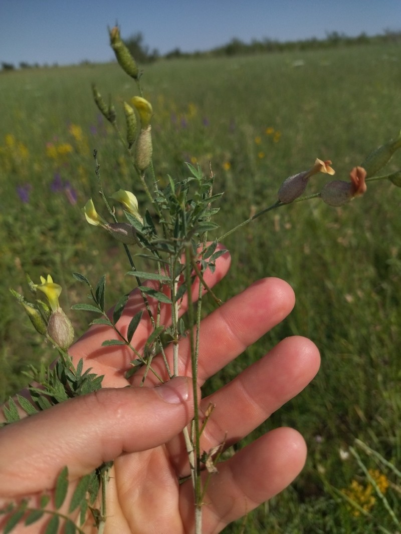Astragalus krauseanus photo 2