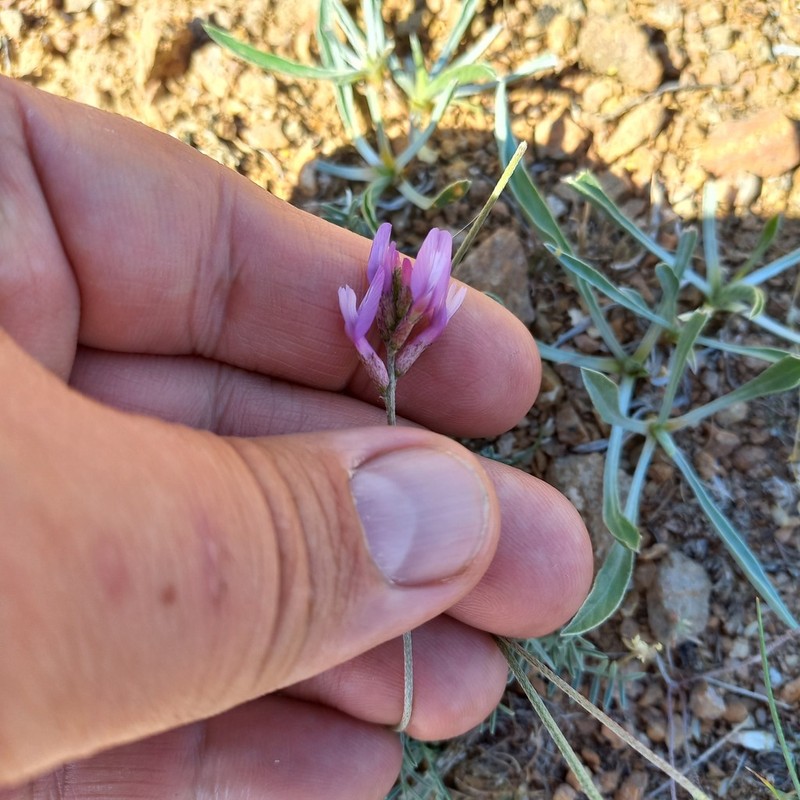 Astragalus kronenburgii