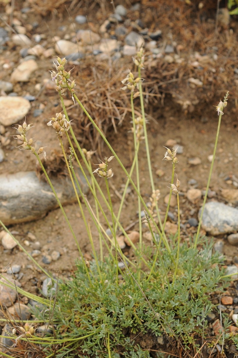 Astragalus kronenburgii photo 2