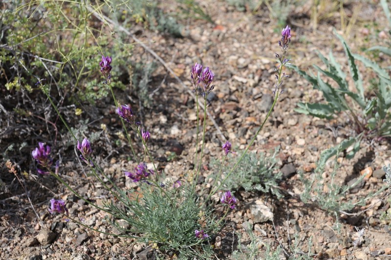 Astragalus kronenburgii photo 3