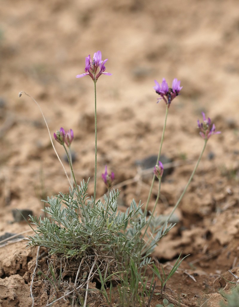 Astragalus kronenburgii photo 4