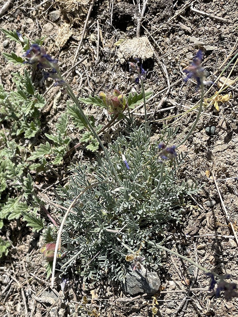Astragalus kronenburgii photo 5