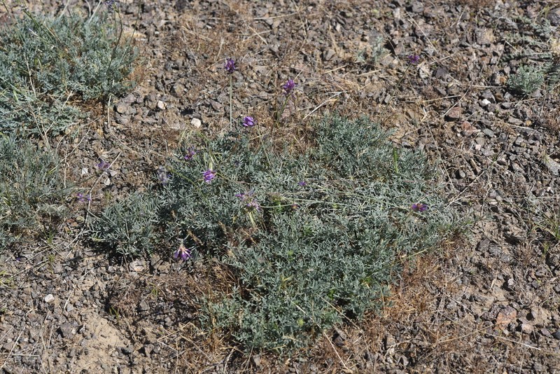 Astragalus kronenburgii photo 6