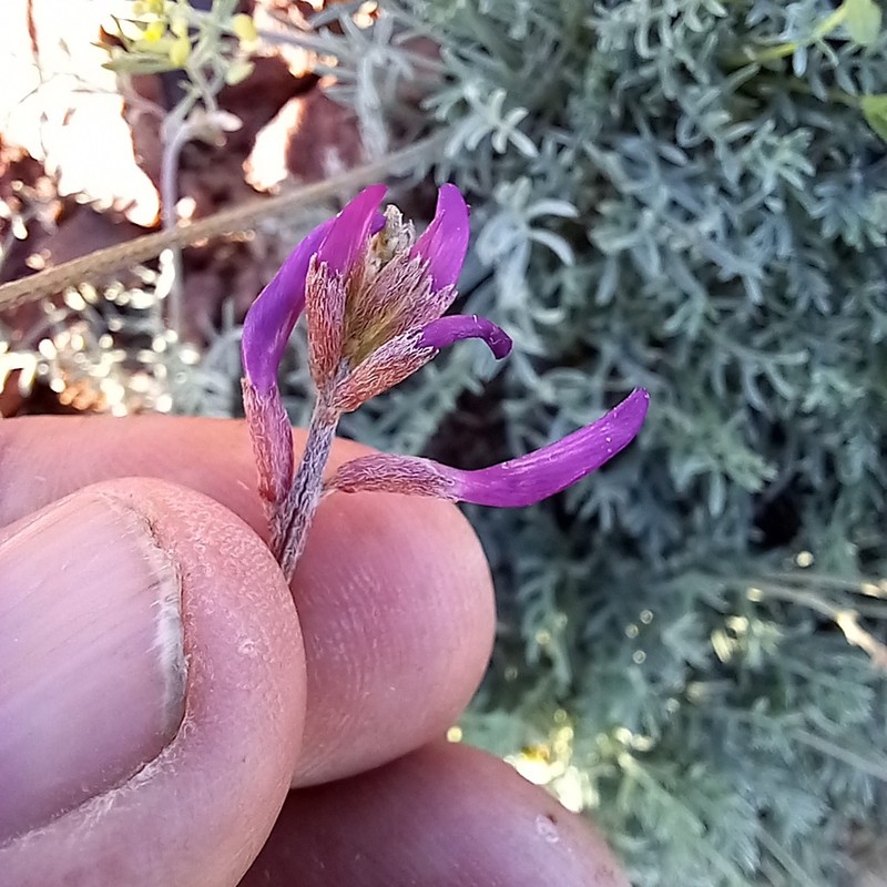 Astragalus kronenburgii photo 7