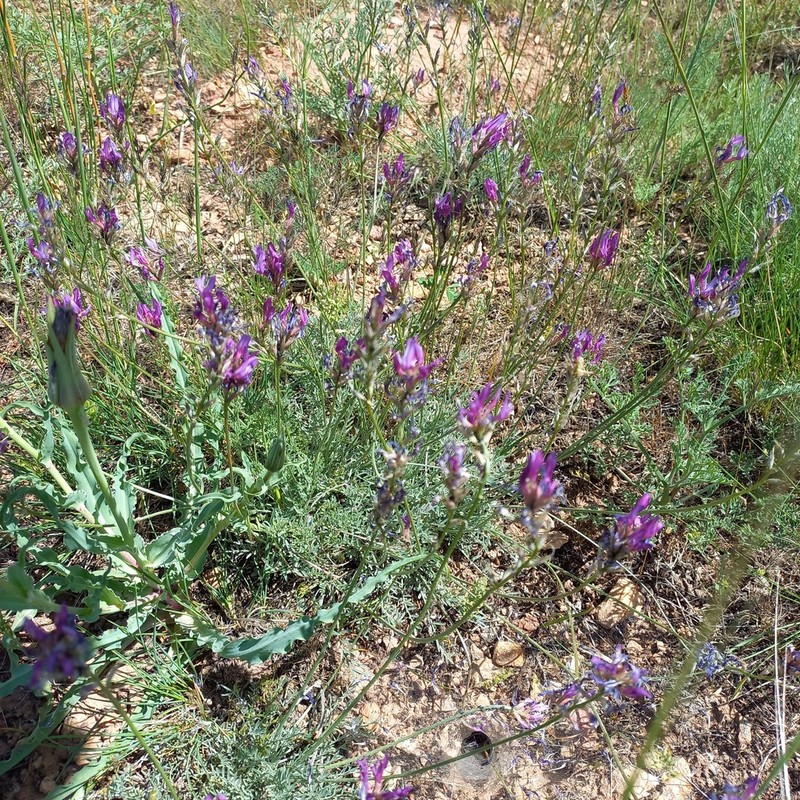 Astragalus kronenburgii photo 8