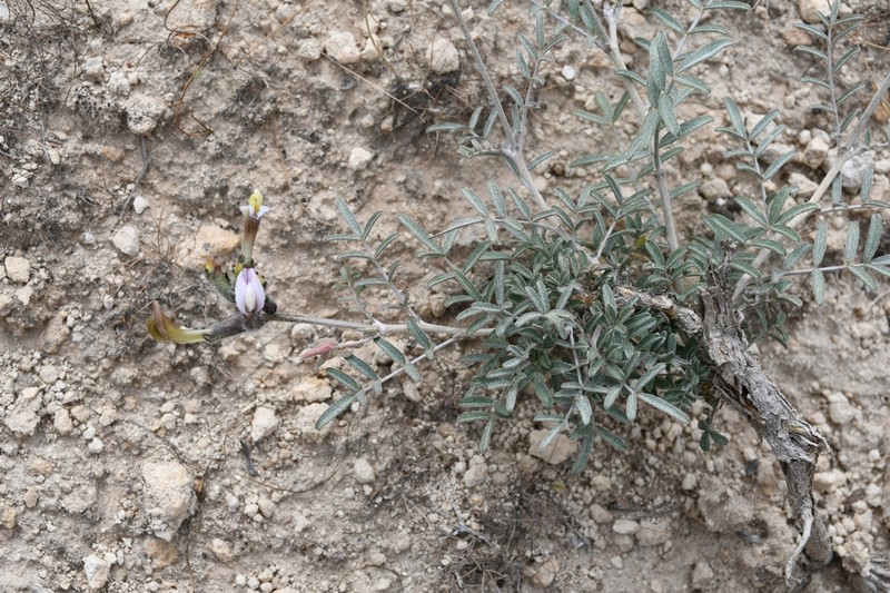 Astragalus kudrjaschovii