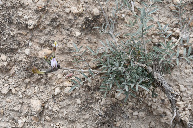 Astragalus kudrjaschovii photo 2