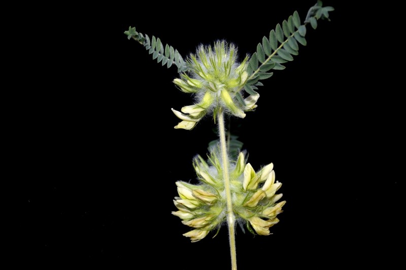Astragalus kulabensis