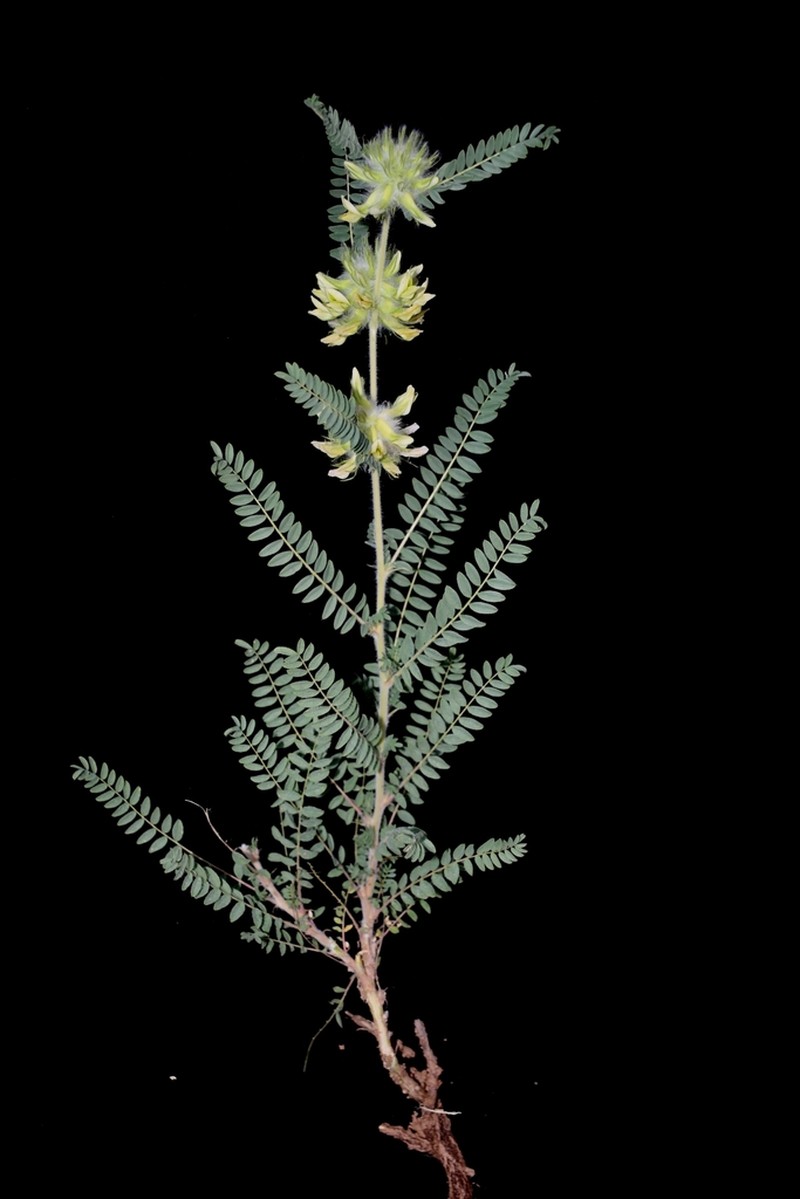 Astragalus kulabensis photo 2