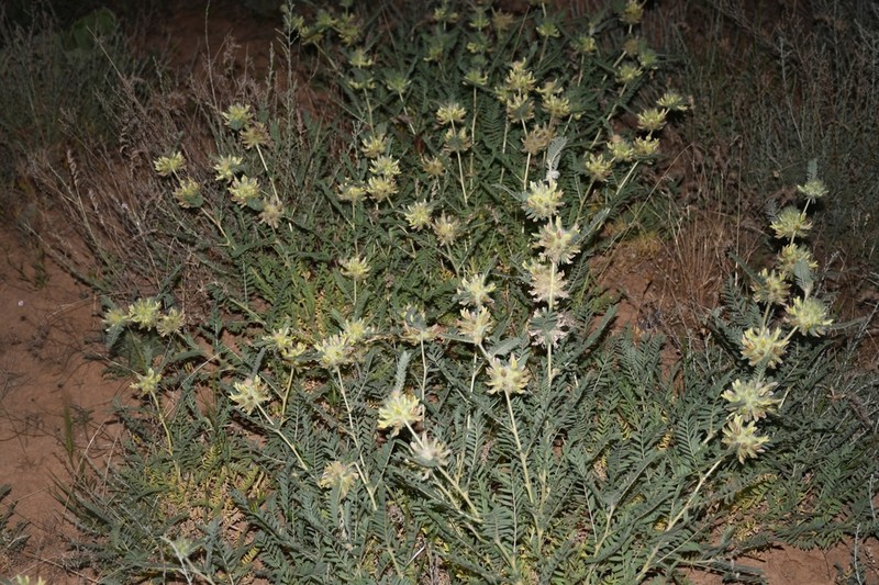 Astragalus kulabensis photo 3