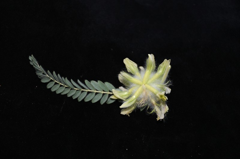 Astragalus kulabensis photo 4