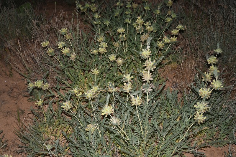 Astragalus kulabensis photo 7