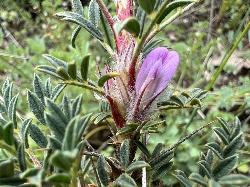 Astragalus kurdicus
