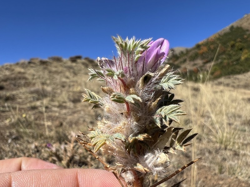 Astragalus kurdicus photo 2