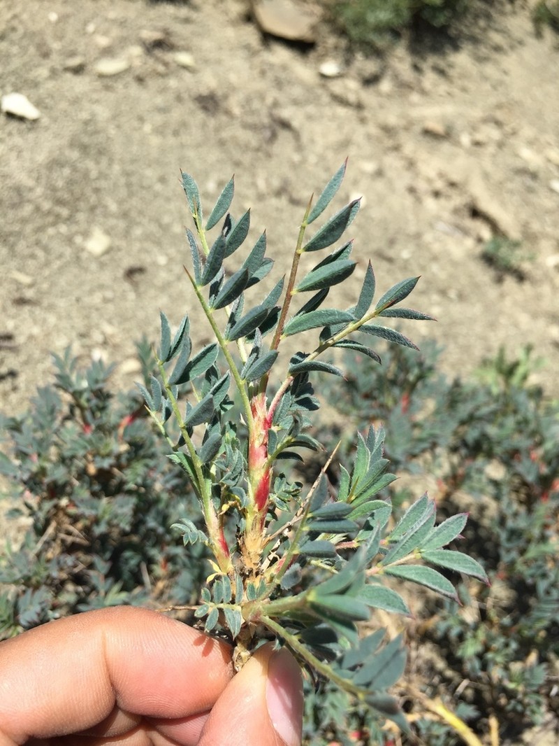 Astragalus kurdicus photo 3