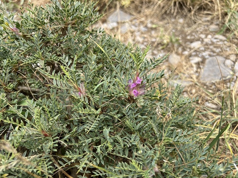 Astragalus kurdicus photo 4